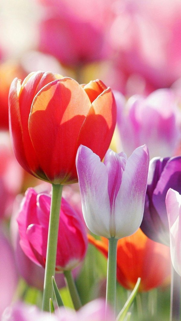 Тюльпаны вертикальные