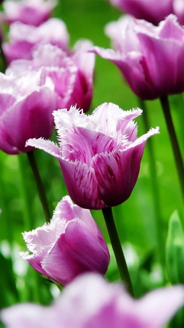 Тюльпаны вертикальные