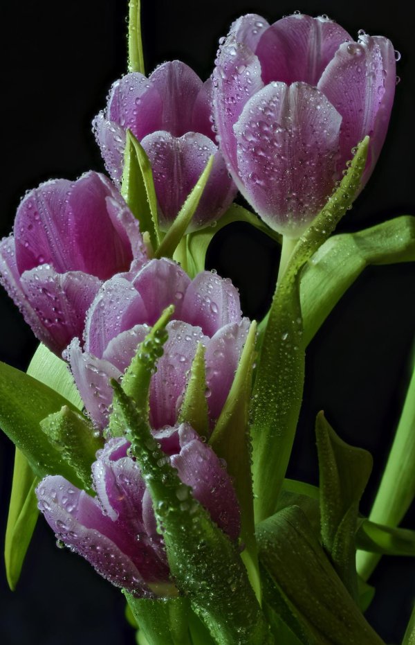 Тюльпаны вертикальные