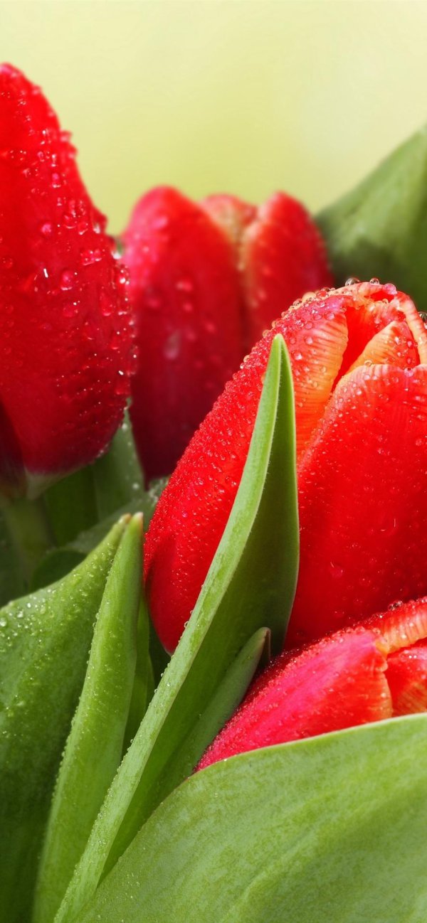 Тюльпаны вертикальные