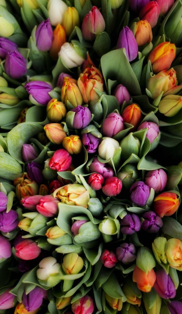 Тюльпаны вертикальные