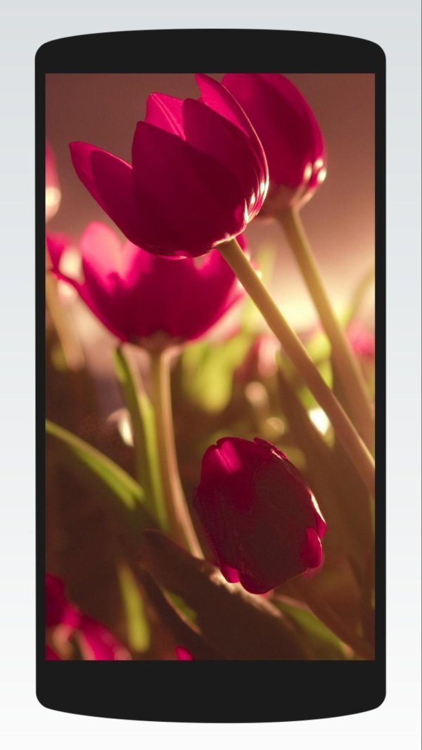 Тюльпаны вертикальные