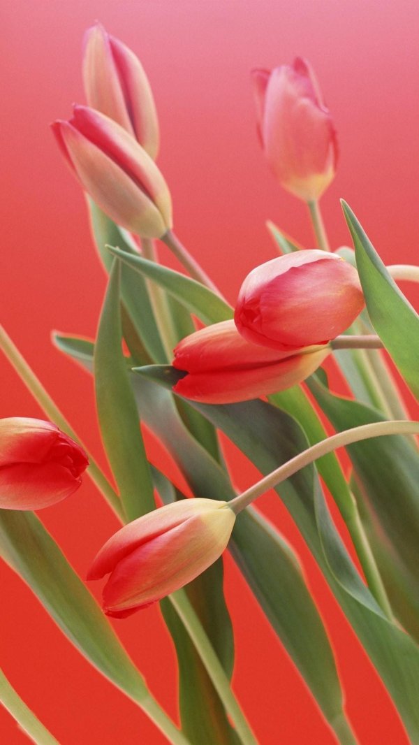 Тюльпаны вертикальные