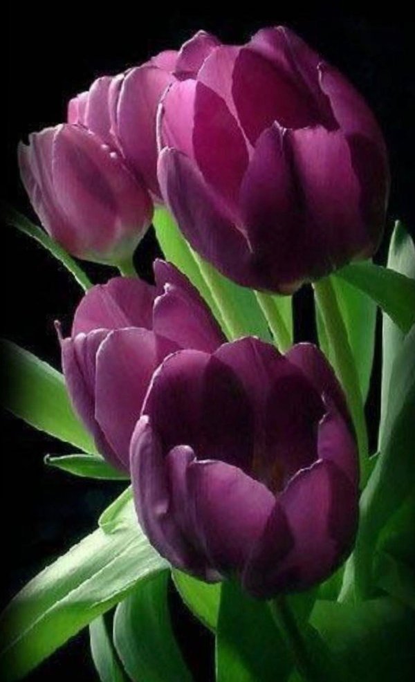 Тюльпаны вертикальные