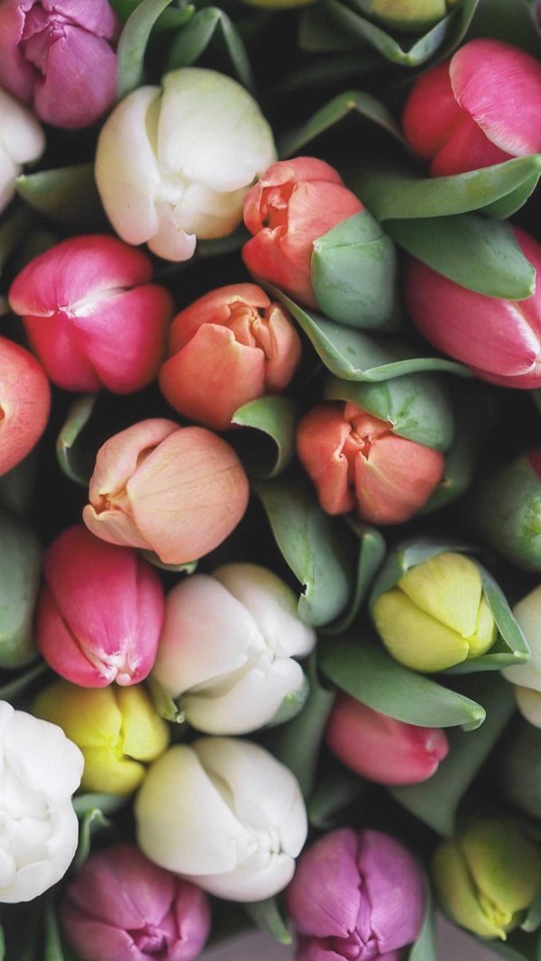 Тюльпаны вертикальные