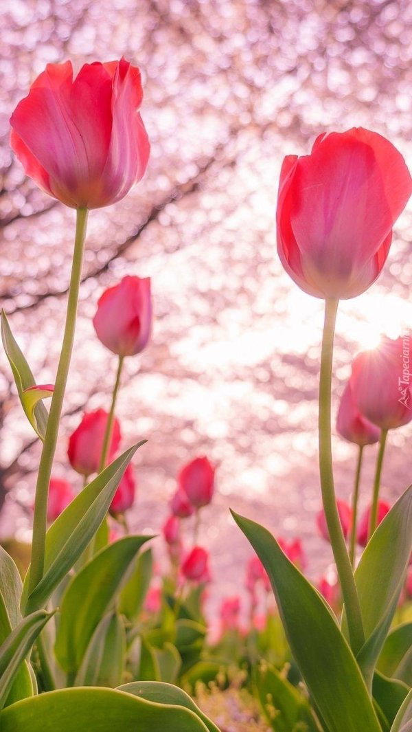 Тюльпаны вертикальные