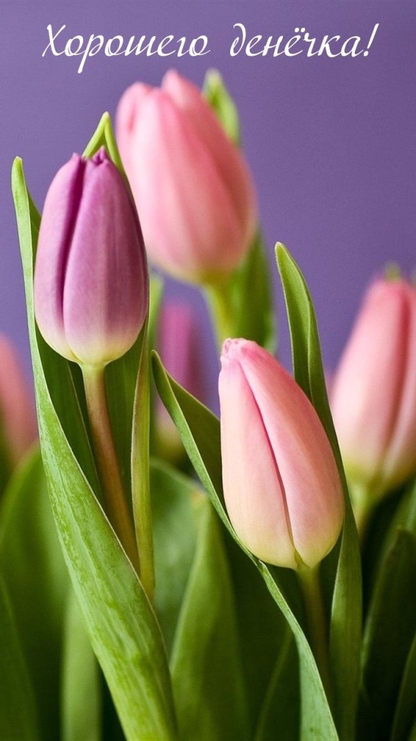 Тюльпаны вертикальные