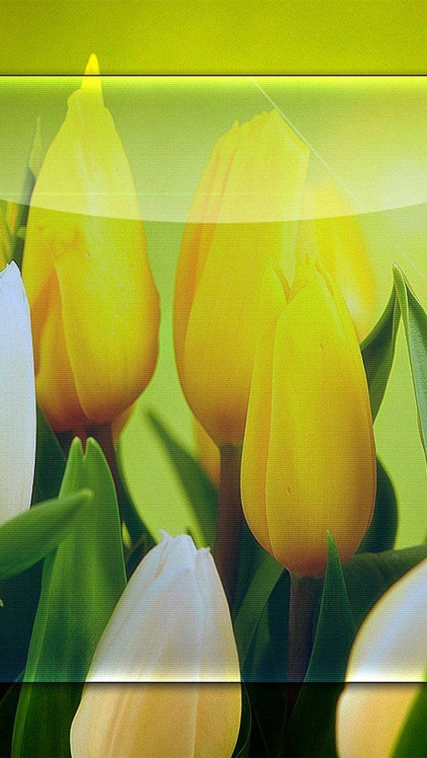 Тюльпаны вертикальные