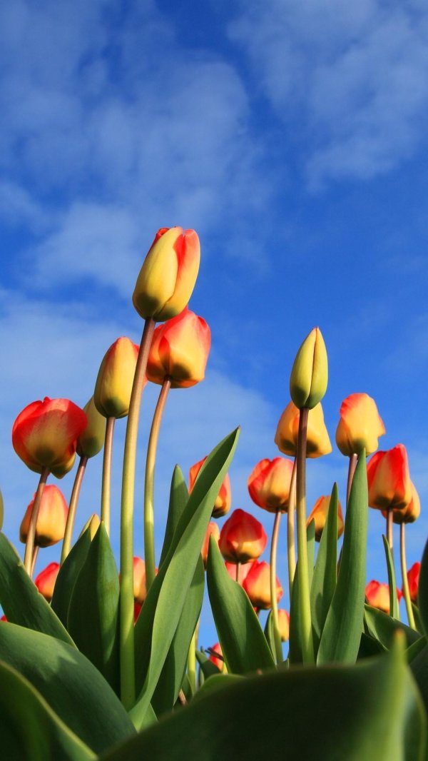 Тюльпаны вертикальные