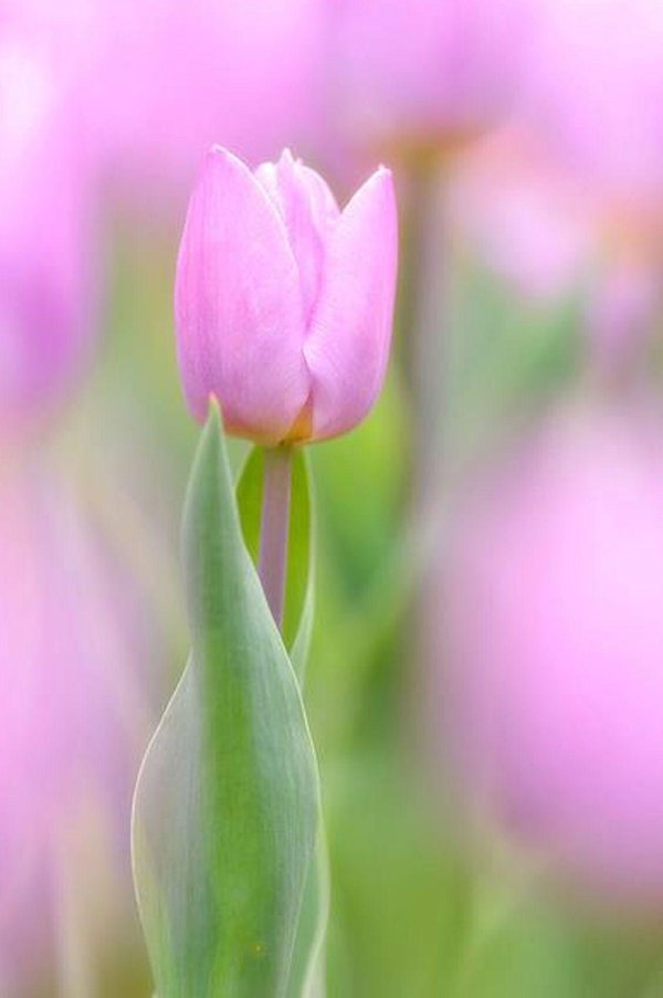 Тюльпаны вертикальные