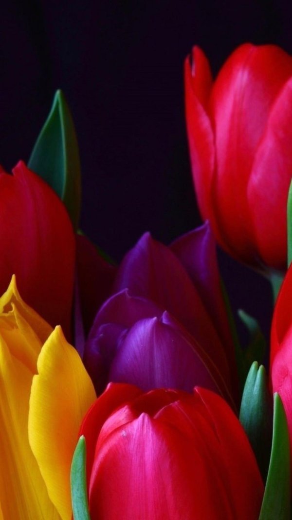 Тюльпаны вертикальные
