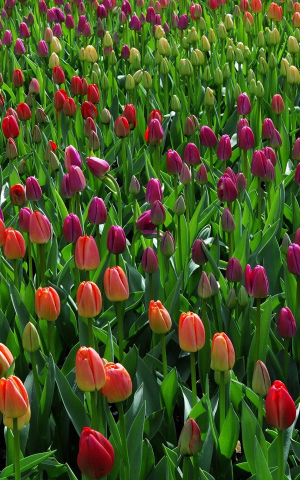 Тюльпаны вертикальные