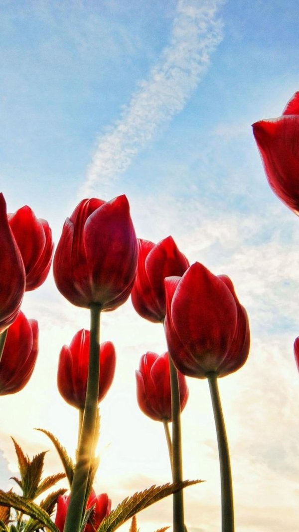 Тюльпаны вертикальные