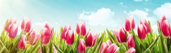 Тюльпаны вертикальные