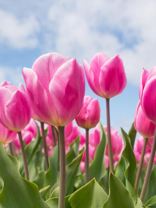 Тюльпаны вертикальные