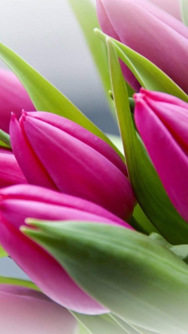 Тюльпаны вертикальные