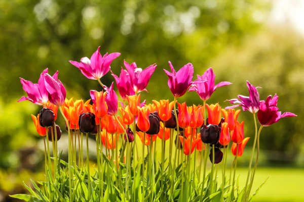 Тюльпаны вертикальные