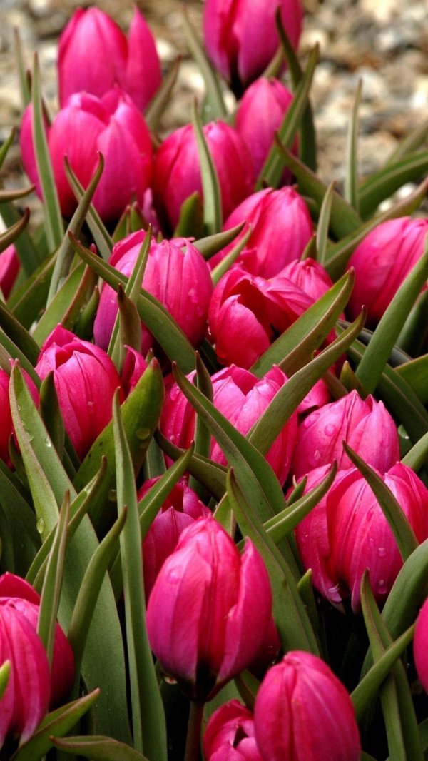 Тюльпаны вертикальные