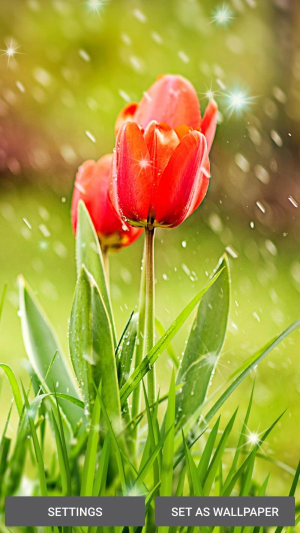 Тюльпаны вертикальные