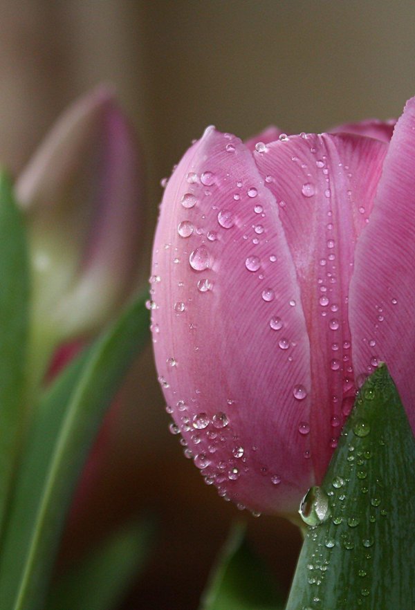 Тюльпаны вертикальные