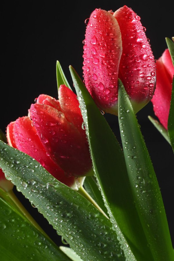 Тюльпаны вертикальные