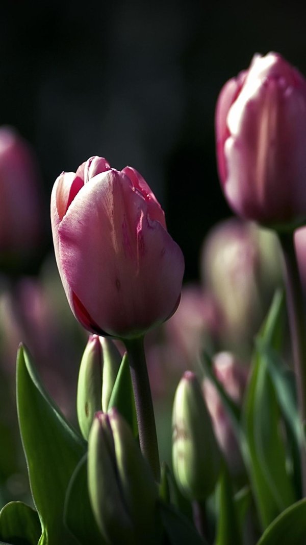 Тюльпаны вертикальные