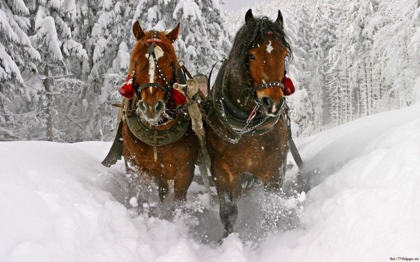 Лошади зимой