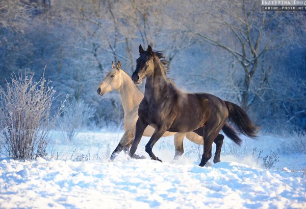 Лошади зимой