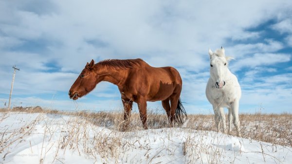 Лошади зимой