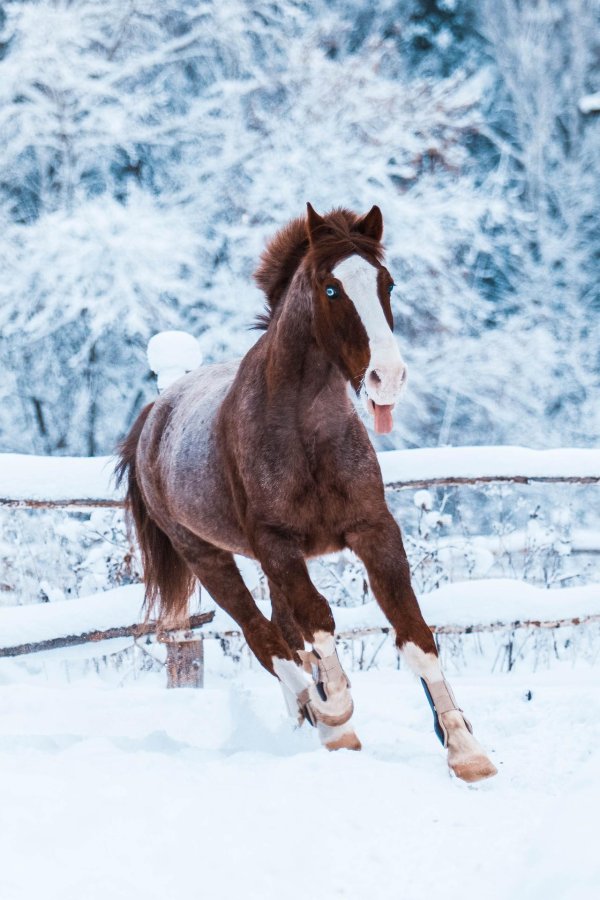Лошади зимой