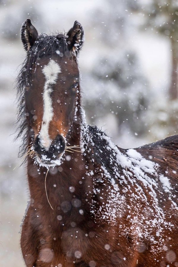 Лошади зимой