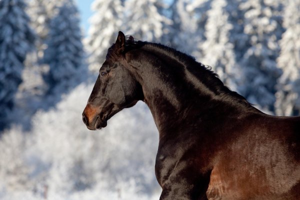 Лошади зимой