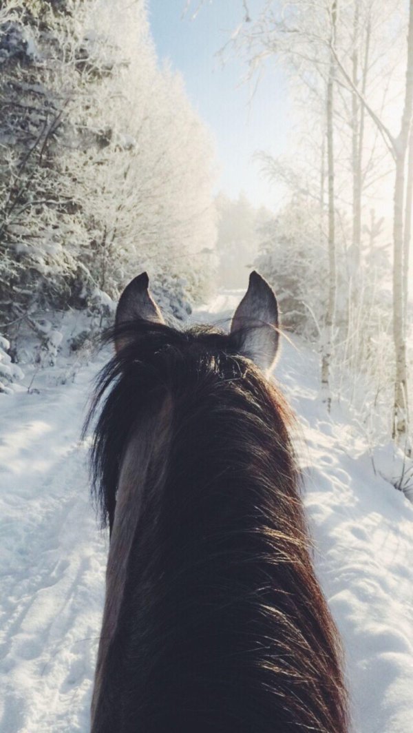 Лошади зимой