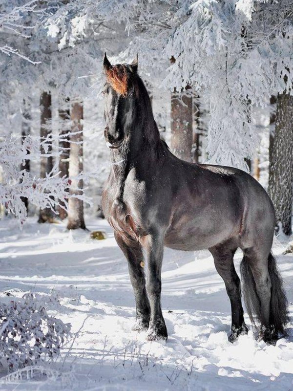 Лошади зимой