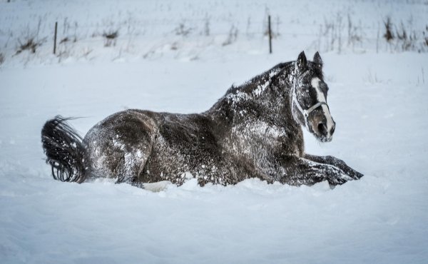 Лошади зимой