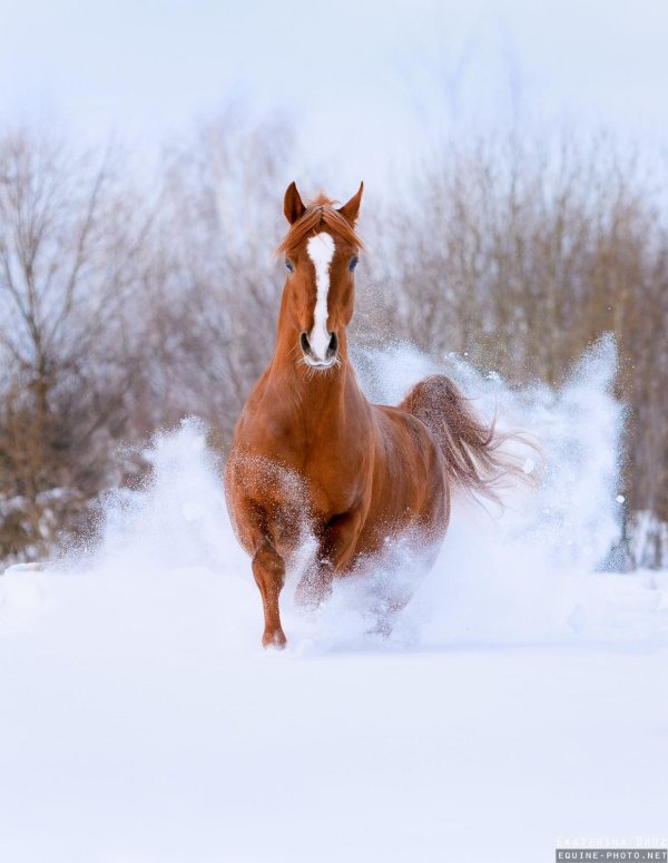 Лошади зимой