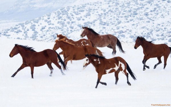 Лошади зимой