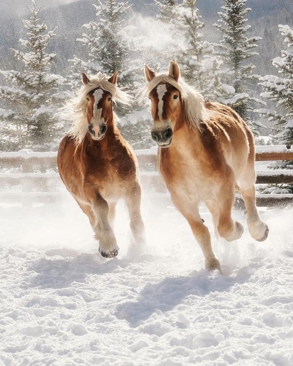 Лошади зимой