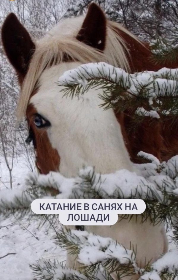 Лошади зимой