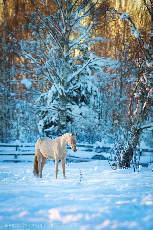 Лошади зимой