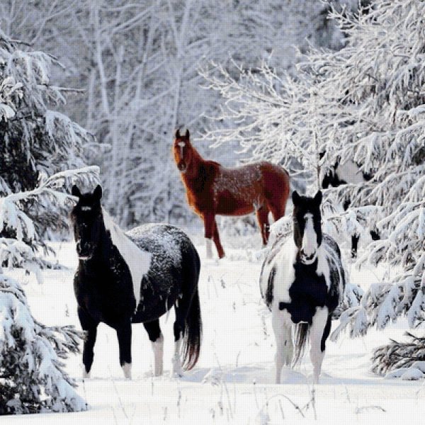 Лошади зимой