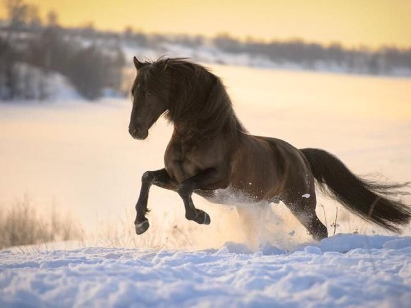 Лошади зимой