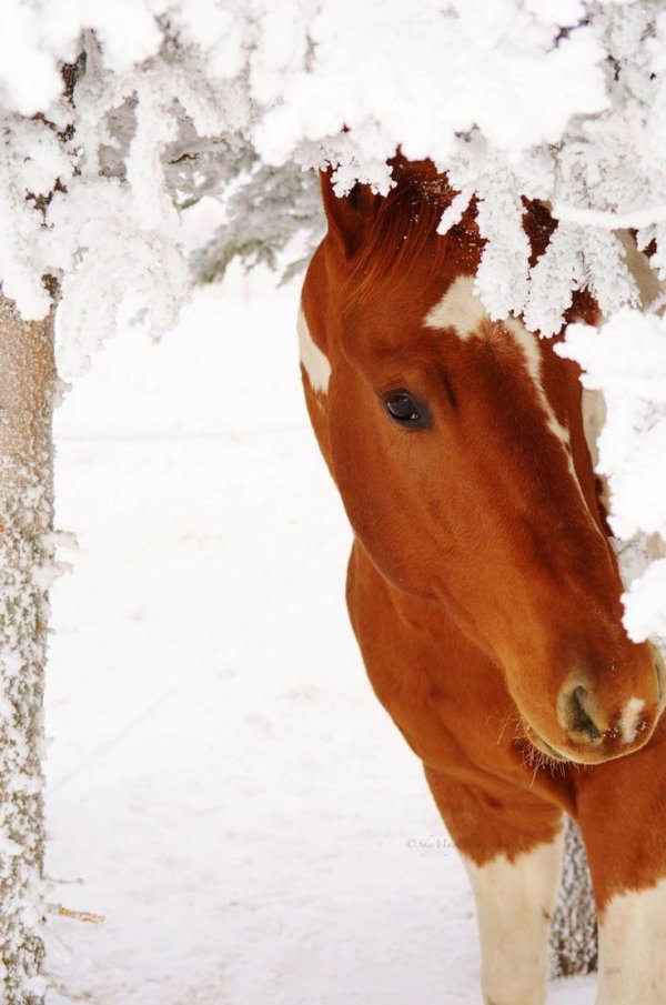 Лошади зимой