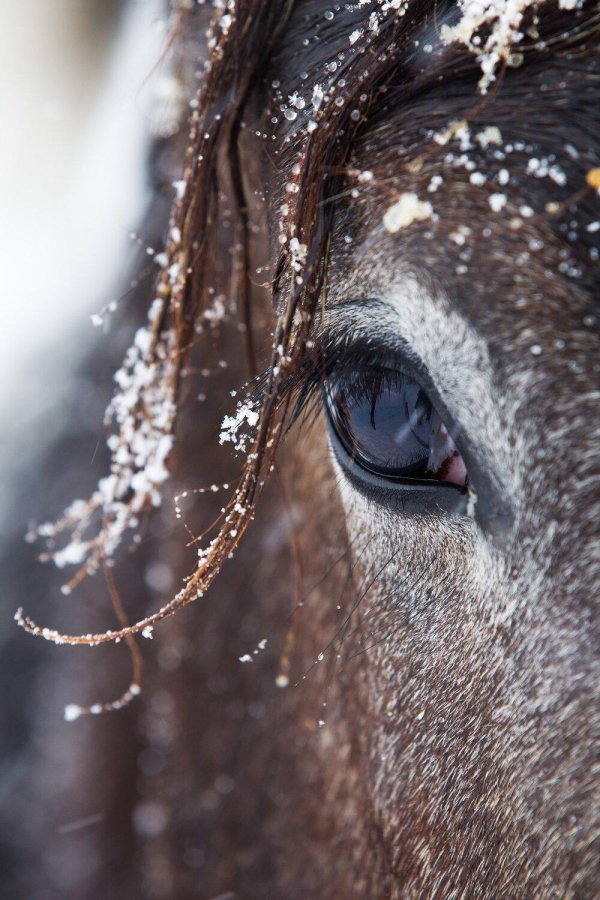 Лошади зимой