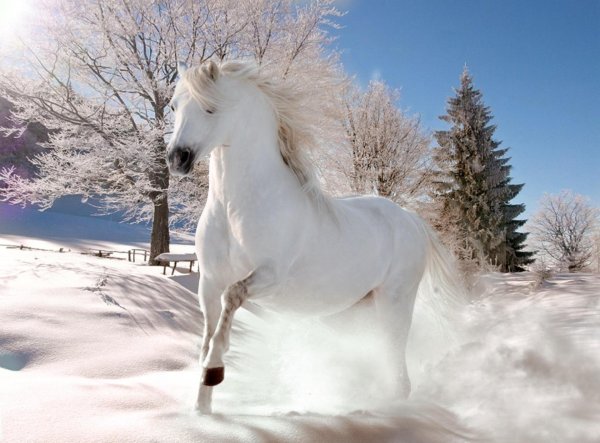 Лошади зимой