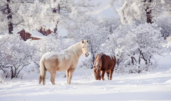 Лошади зимой