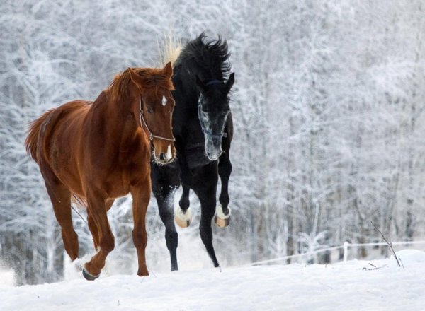 Лошади зимой