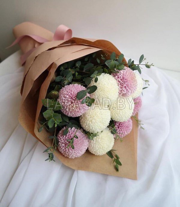 хризантемы момоко