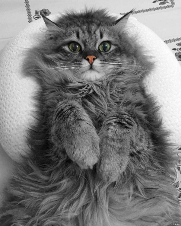 Пушистые кошки