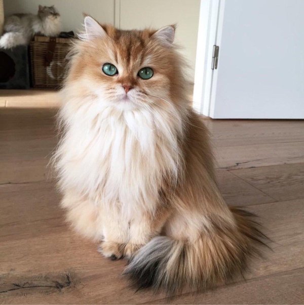 Пушистые кошки